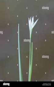 Image result for Rhynchospora brevirostris