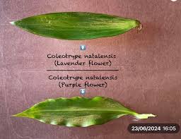 Image result for Coleotrype natalensis