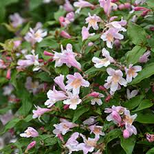 Image result for Kolkwitzia amabilis