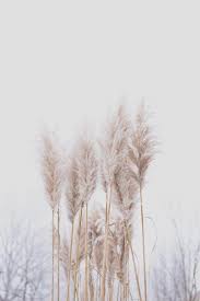 Pampas Grass Decor Pampas Grass Decor Grass Decor Pampas Grass
