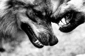 tough love wolves loup a criniere le loup animal images loup