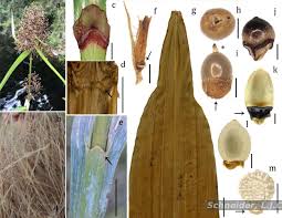 Image result for Scleria melanomphala