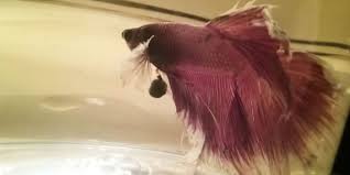 This guide to betta fish diseases will help you learn to identify and deal with the many illnesses and disease your fish might face, and how to maintain a healthy environment for your fish. Do Betta Fish Poop Bettafish Org