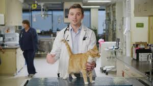 Maybe you would like to learn more about one of these? Does My Cat Have Diabetes Youtube