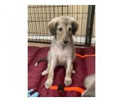 The borzoi's bark is rarely heard; Borzoi Puppy For Sale By Owner Puppies For Sale Near Me