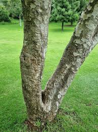 Image result for Heteropyxidaceae