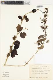 Image result for Commelina albescens
