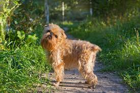 Teacup dogs are not a recognized breed by the american kennel club, dr. The Smallest Dog Breeds In The World
