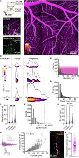 With gheorghe visu, carmen tanase, constantin cotimanis, carmen ionescu. Local Ip3 Receptor Mediated Ca2 Signals Compound To Direct Blood Flow In Brain Capillaries Science Advances