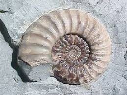 Resultado de imagen de amonites y trilobites