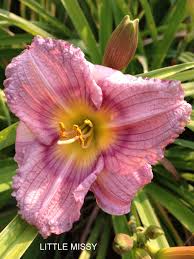 We did not find results for: Little Missy Day Lilies Home Landscaping Daylilies