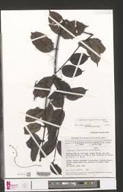 Image result for Landolphia ligustrifolia