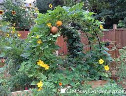 Check spelling or type a new query. Growing Vertically The Ultimate Vertical Garden Guide Get Busy Gardening