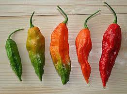 The Bhot Jolokia Grows In The Indian States Of Assam Nagaland And Manipur In 2007 Guinness World Records Ghost Peppers Stuffed Peppers Stuffed Hot Peppers