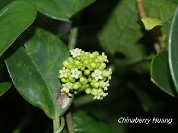 Image result for Marsdenia cynanchoides