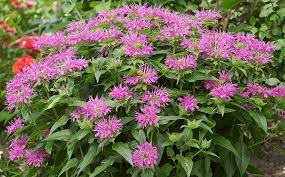 They would need to be planted until very similar soil conditions, moisture, and sun exposure. Best Plants For Wet Soil Garden Gate