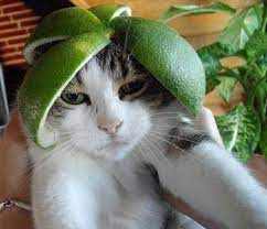 Pin On Cats In Hats Fancy Dress