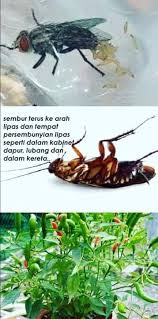 Tinggalkan pada waktu malam di dalam kereta. D King Anti Serangga Posts Facebook