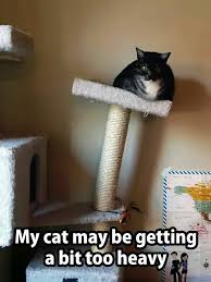 Pin By Rhonda Thompson On Animals Cats Beautiful Cats Funny Cats