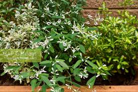 Image result for Euphorbia graminea