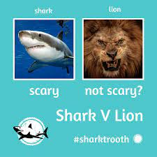 Sharks vs lions next match: Shark V Lion Sharktrooth