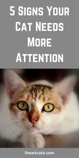 5 Signs Your Cat Needs More Attention Cat Behavior Cat Care Kitten Care