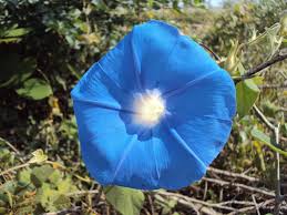 Image result for Ipomoea tenuipes