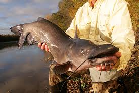 channel catfish weight conversion chart