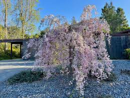 Image result for Prunus