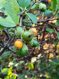 Image result for Cordia monoica