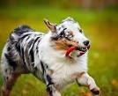 Border Collie Australian Shepherd Mix - Will This Be Your ...
