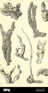 Image result for Schmidtia kalahariensis