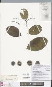 Image result for Klainedoxa