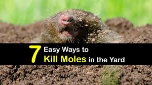 Slip on deep, rubber boots and trample all visible piles of mud in your lawn, to flatten the ground. 7 Easy Ways To Kill Moles In The Yard