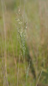 Image result for Arundinella nepalensis