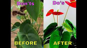 Anthurium clarinervium care summary like all indoor plants the anthurium clarinervium also needs special care at regular intervals. Saving Anthurium Plant Do S Don Ts Care For Anthurium Indoor Flowe Anthurium Plant Indoor Flowering Plants Planting Flowers