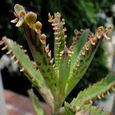 Pin Em My Garden Succulents