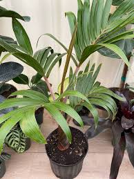 Image result for Dypsis decaryi
