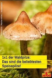Wer gerne im garten werkelt, den wird. Waldpilze Selbst De Pilze Waldpilze Essbare Pilze