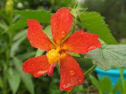 Image result for Pavonia clathrata