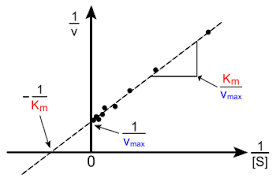 Lineweaver Burk Plot - Youtube