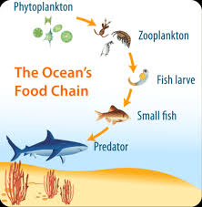 Rantai makanan merupakan suatu perpindahan energi biokimiawi antar makhluk hidup melalui interaksi makan dan dimakan. Yuk Kenali Rantai Makanan Di Laut Lepas Kumparan Com