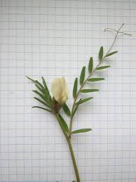 Image result for Craibia grandiflora