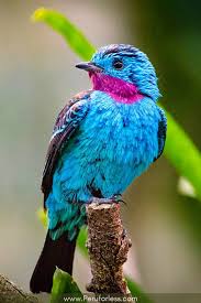 The hot, humid climate of the world's tropical regions provide ideal conditions for plant life. 30 Amazing Amazon Rainforest Animals Amazon Rainforest Photography Rainforest Animals Rainforest Birds Amazon Rainforest Animals