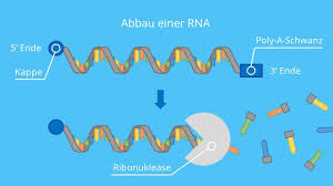 Rna ribonucleic acid or rna is a nucleic acid, consisting of many nucleotides that form a polymer. Rna Aufbau Arten Und Funktionsweise Mit Video