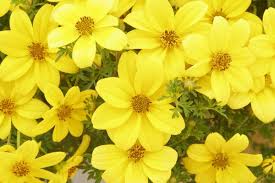 Image result for Bidens