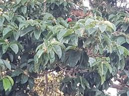 Image result for Sterculia quinqueloba