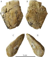 There are so many grades, shapes, colors, and sizes. Otodus Megalodon Teeth From The Fernando Formation Lacm 148312 In Download Scientific Diagram
