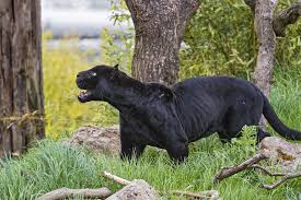 We did not find results for: Black Panther Animal Wallpaper Pictures 52621 2048x1365px