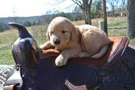 Maybe you would like to learn more about one of these? Akc Golden Retriever Puppies Penhook Virginia For Sale In South Boston Virginia Classified Americanlisted Com